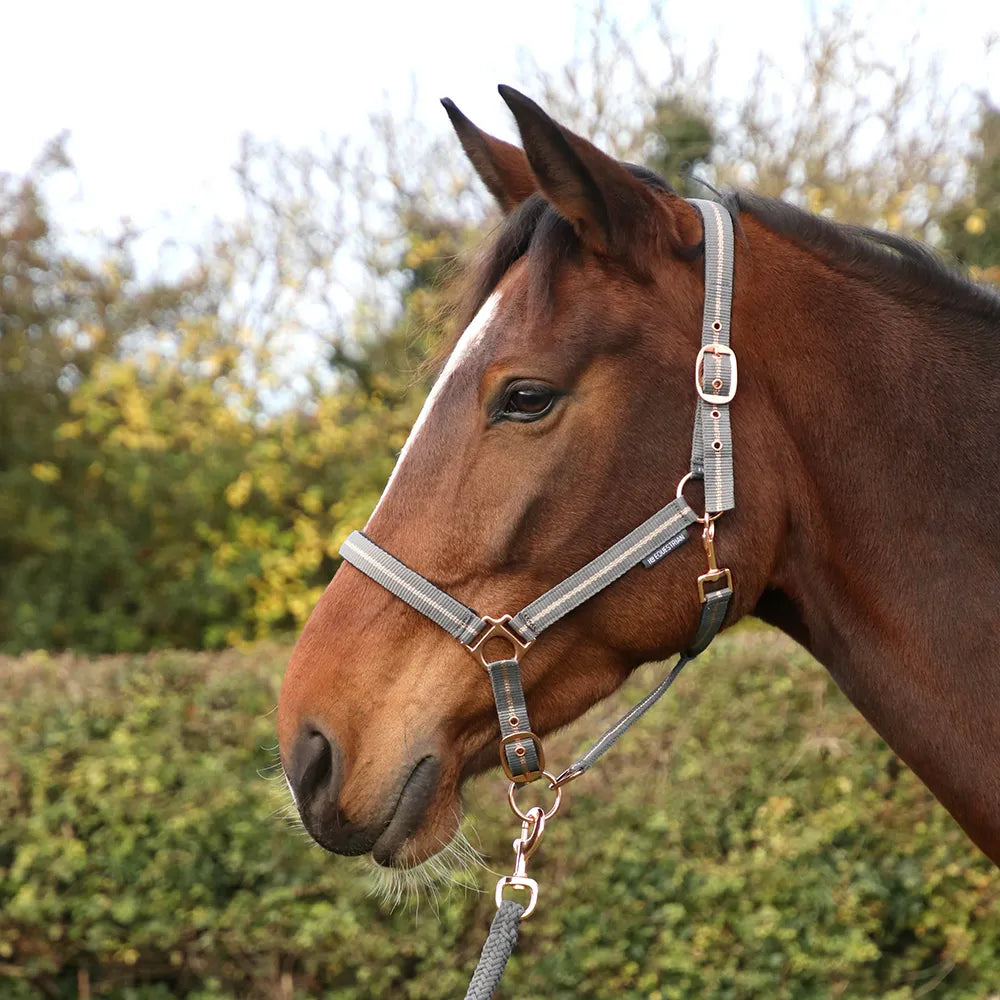 Hy Equestrian Rose Glitter Head Collar & Lead Rope Set