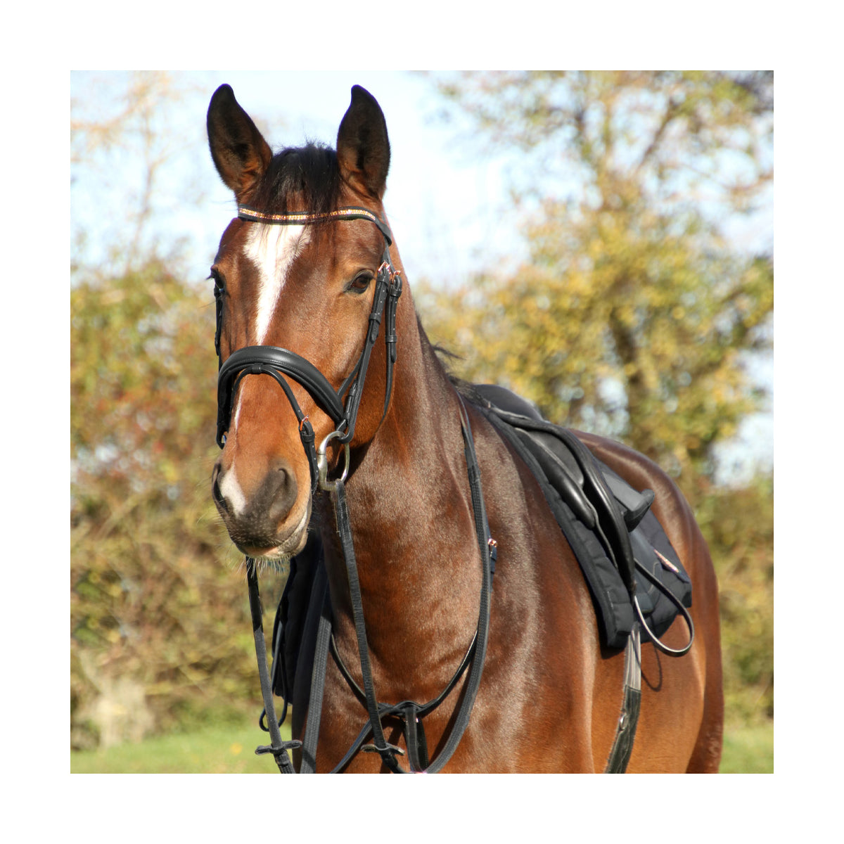 Hy Equestrian Rosciano Rose Gold Brow Band