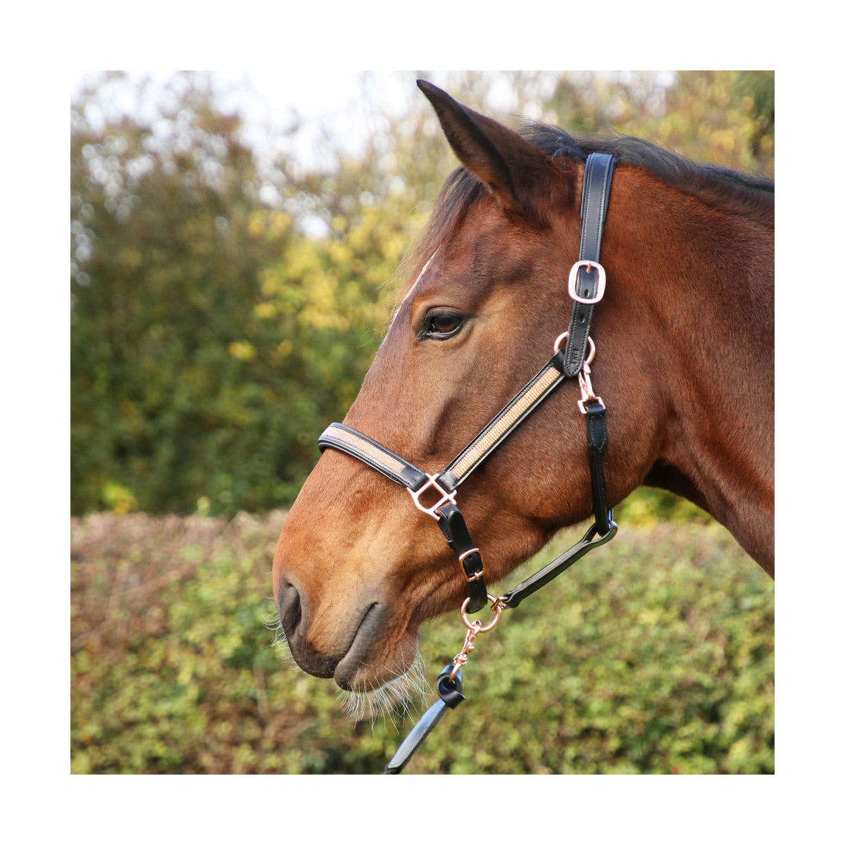 Hy Equestrian Rosciano Rose Gold Head Collar