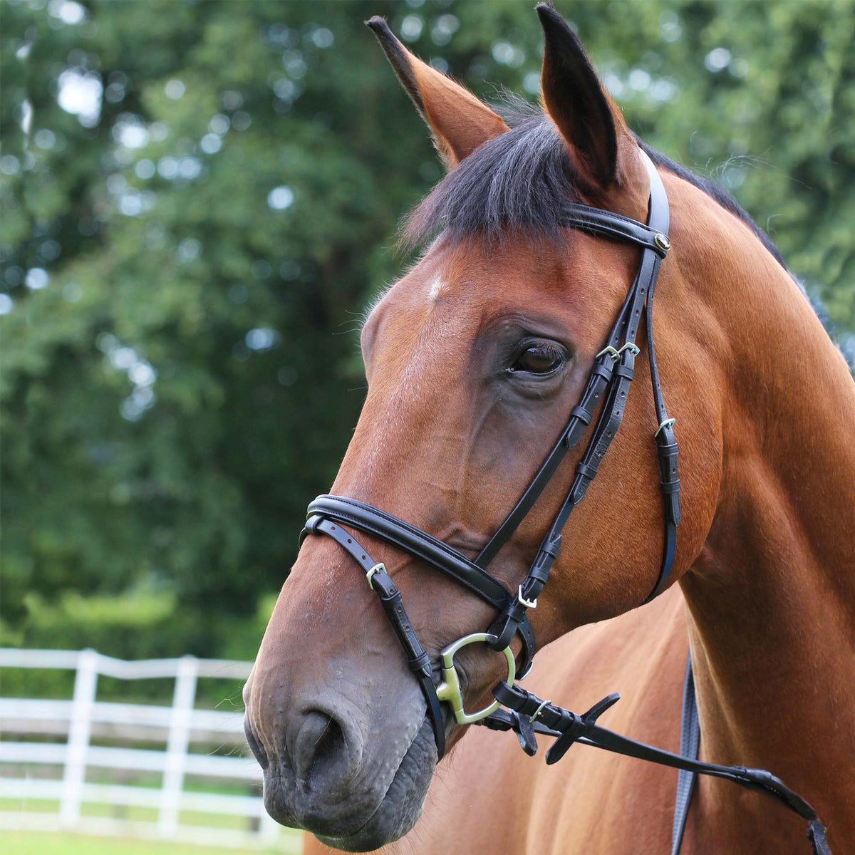 Padded Bridle & Rubber Reins