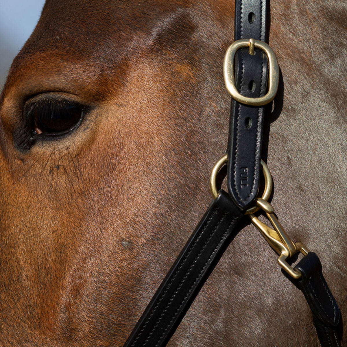 GALLOP Premium Padded Leather Headcollar