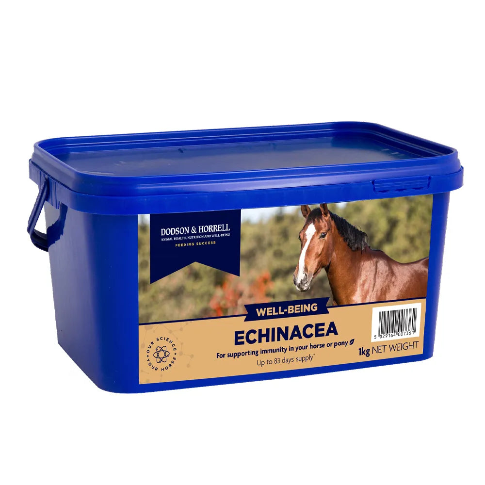 D&H Echinacea