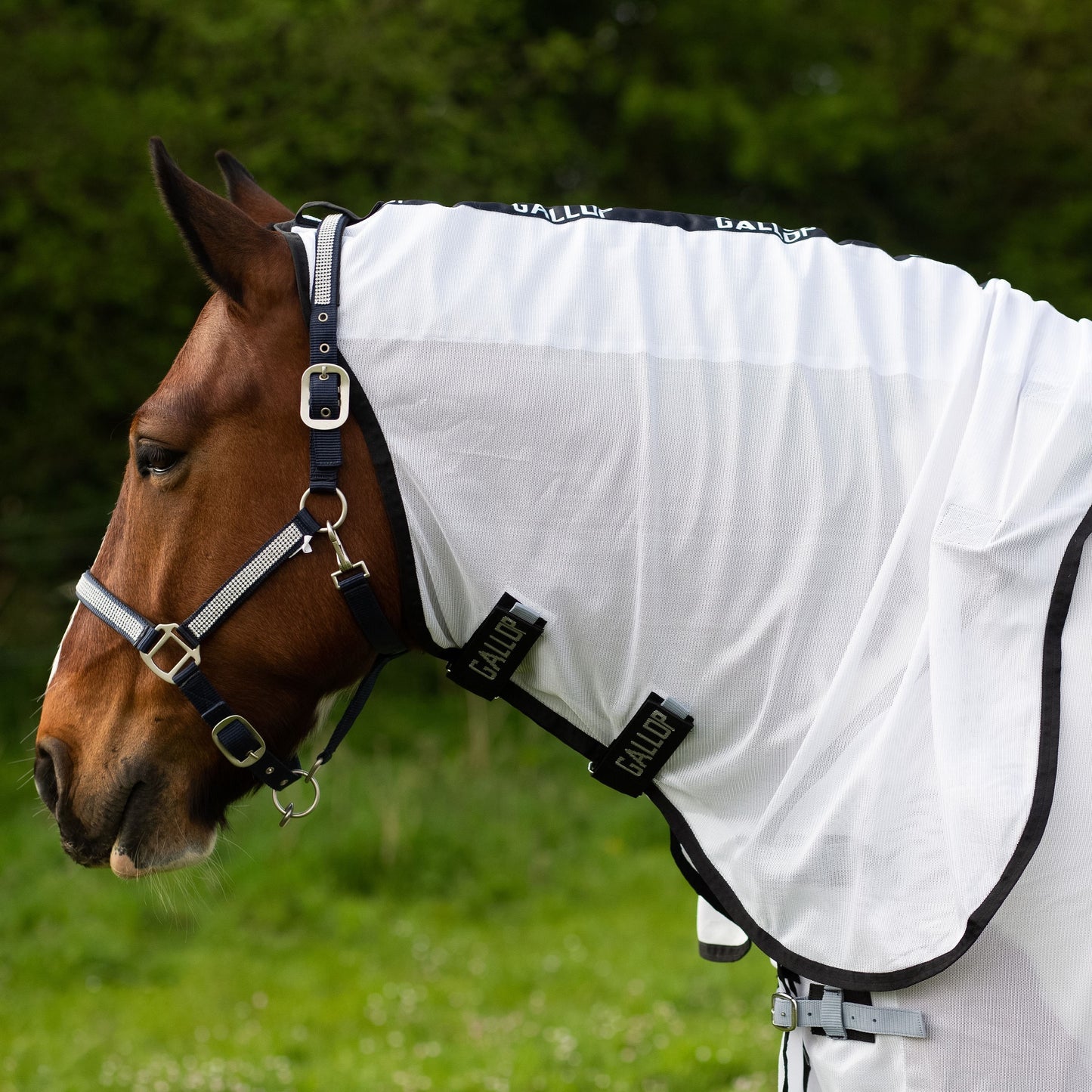 New Gallop Dual Fly Rug