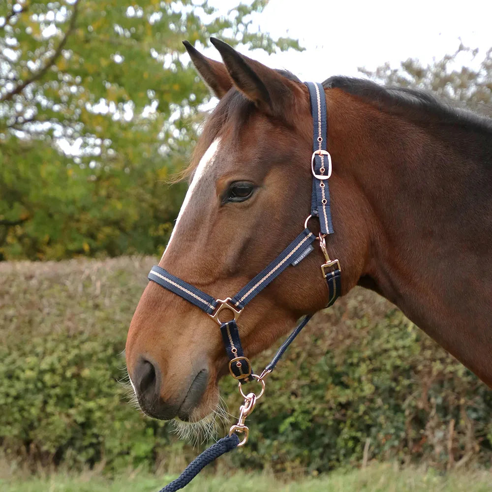 Hy Equestrian Rose Glitter Head Collar & Lead Rope Set