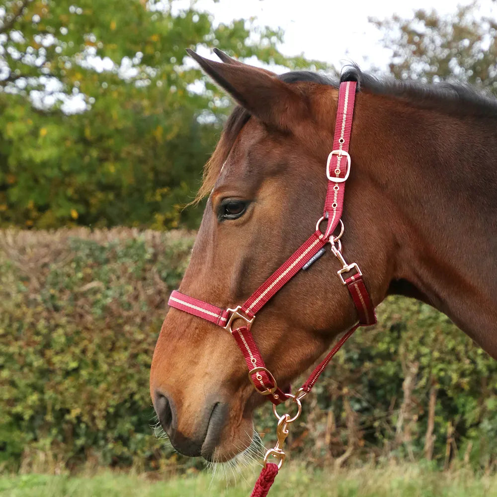 Hy Equestrian Rose Glitter Head Collar & Lead Rope Set