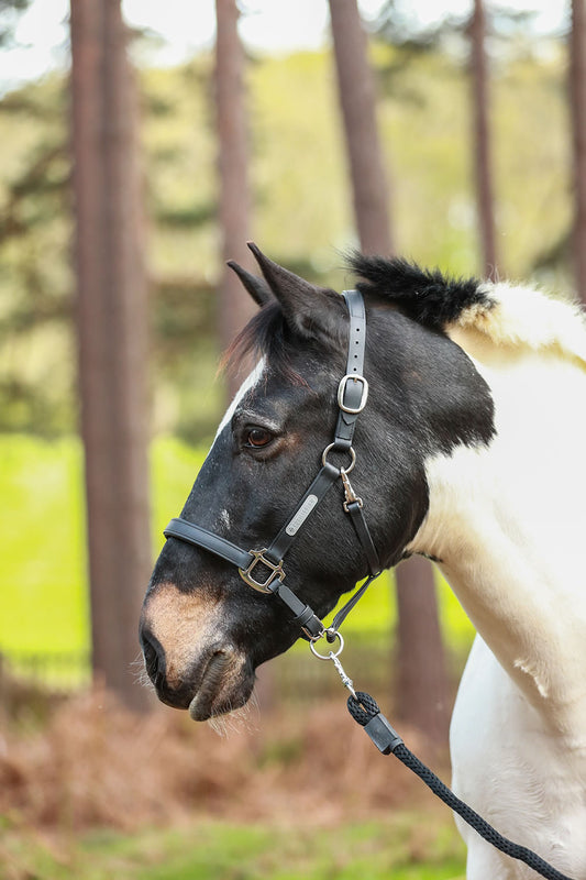 Equilibrium Stellar™ Head Collar Black