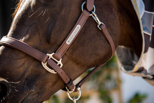 Equilibrium Stellar™ Head Collar Brown