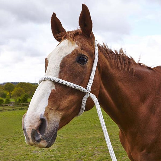 Elico White Rope Halter