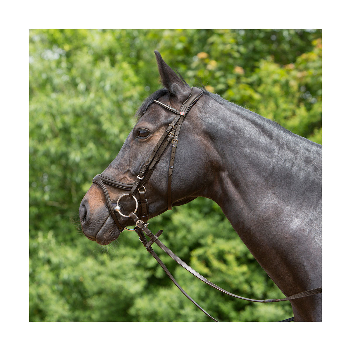 Kieffer Ultrasoft Tara Bridle