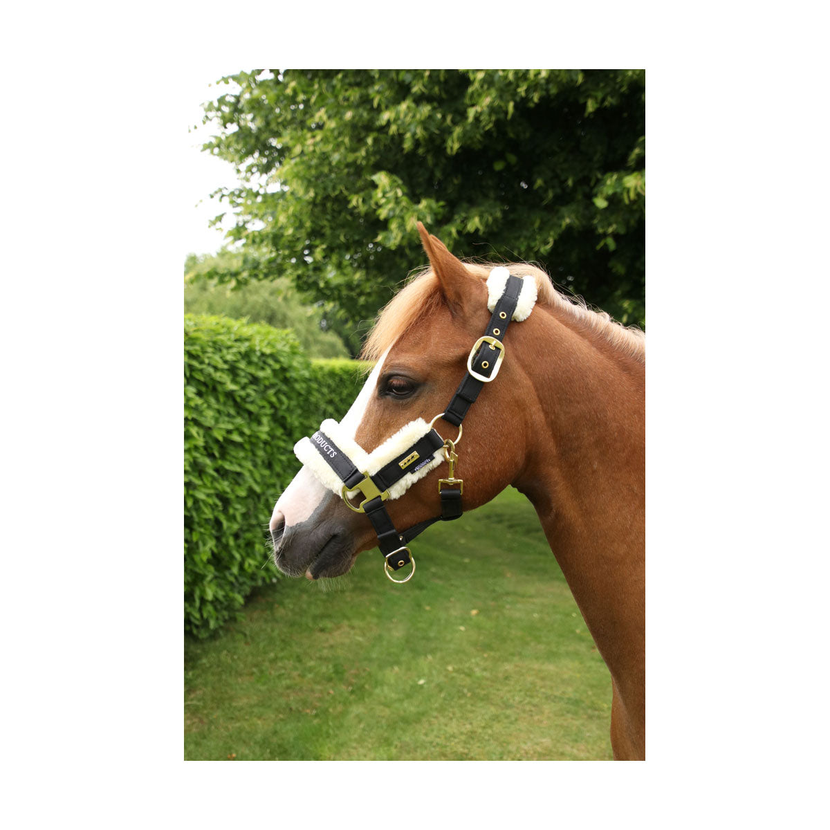 Supreme Products Royal Occasion Head Collar