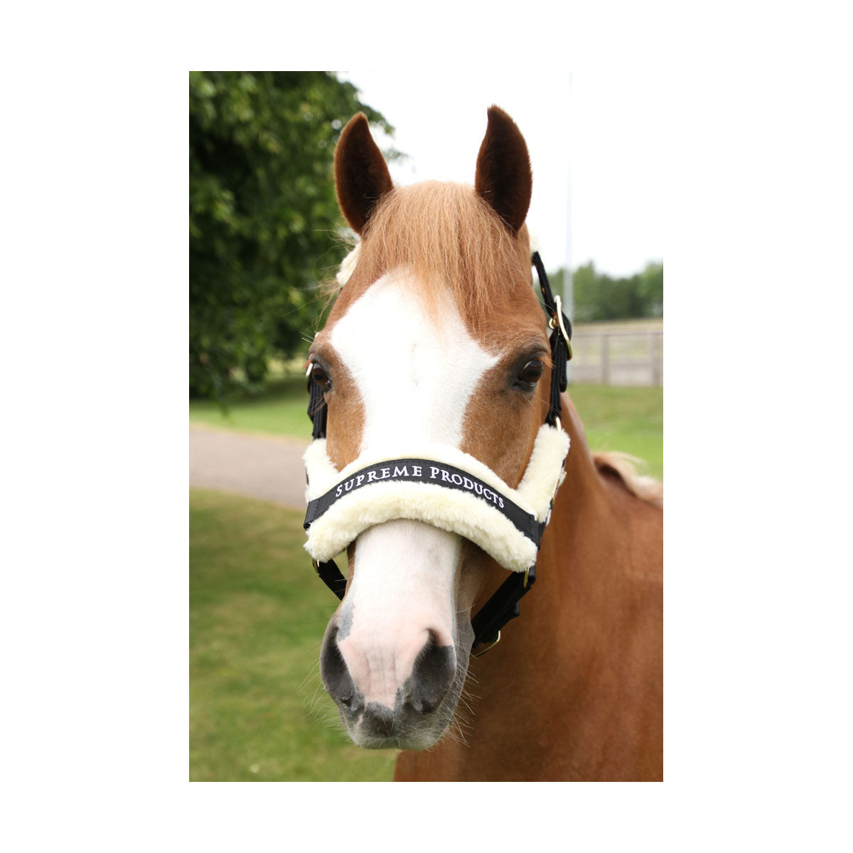 Supreme Products Royal Occasion Head Collar