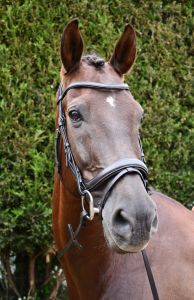 Rhinegold Leather Pro-Anatomical Bridle