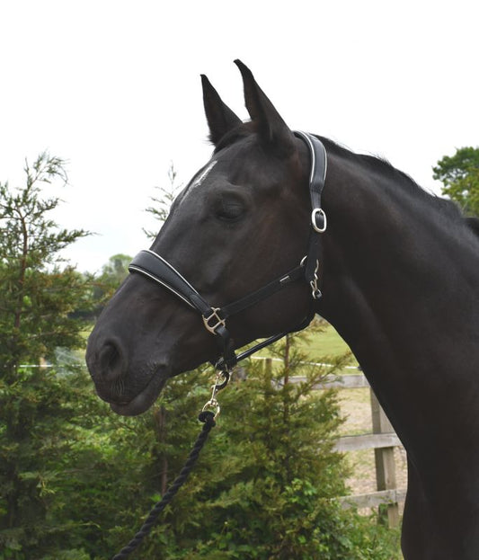 Rhinegold Rocco Italia Turin Leather Headcollar