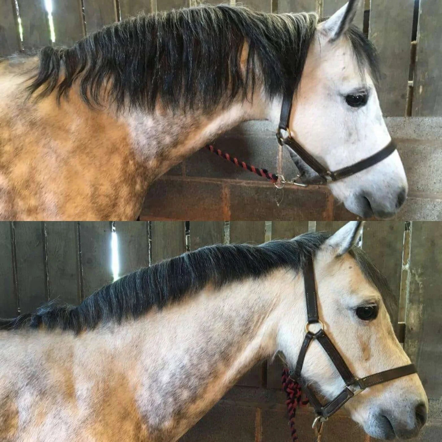 Smart Grooming Smart Manes