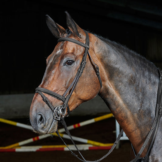 Whitaker Ready To Ride Flash Bridle Black