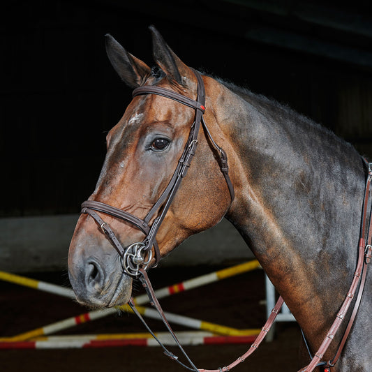 Whitaker Ready To Ride Flash Bridle Havana