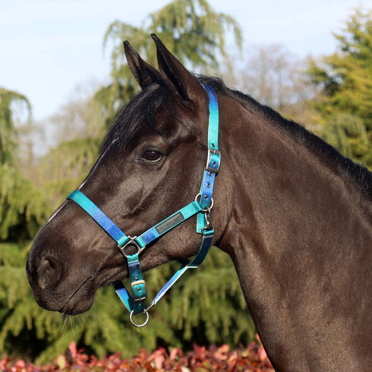 Cottage Craft Ombre Headcollar Blue