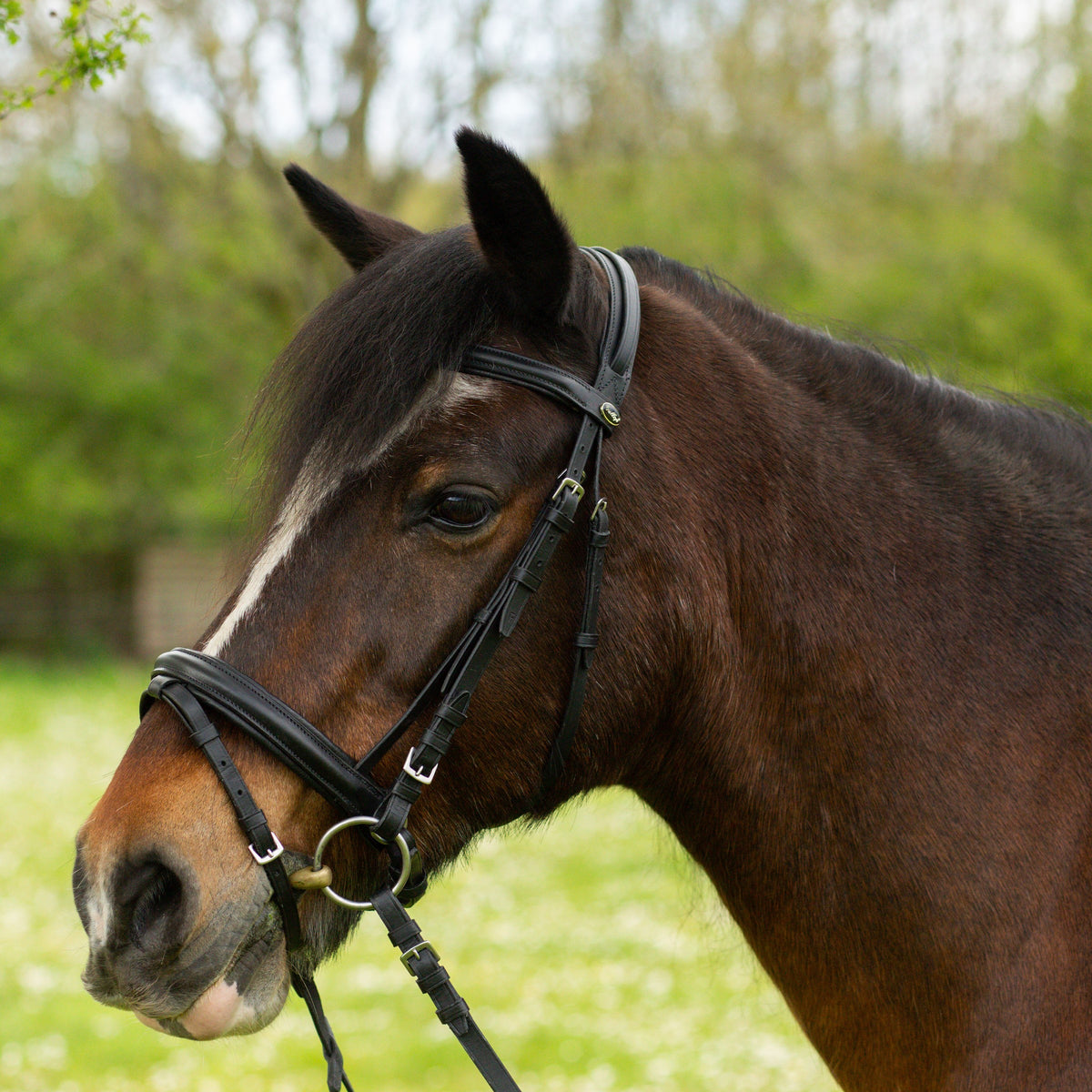 Comfort Bridle & Rubber Reins