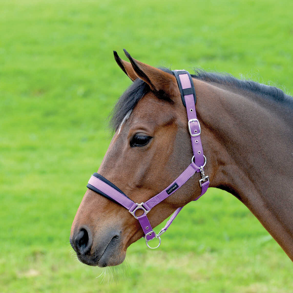 Cottage Craft Padded Headcollar Purple