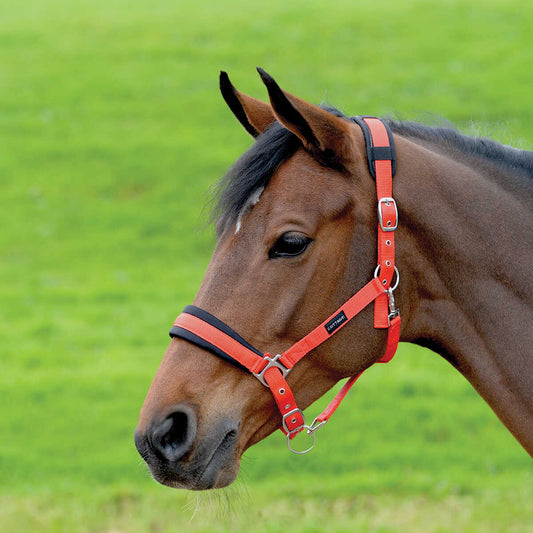 Cottage Craft Padded Headcollar Red