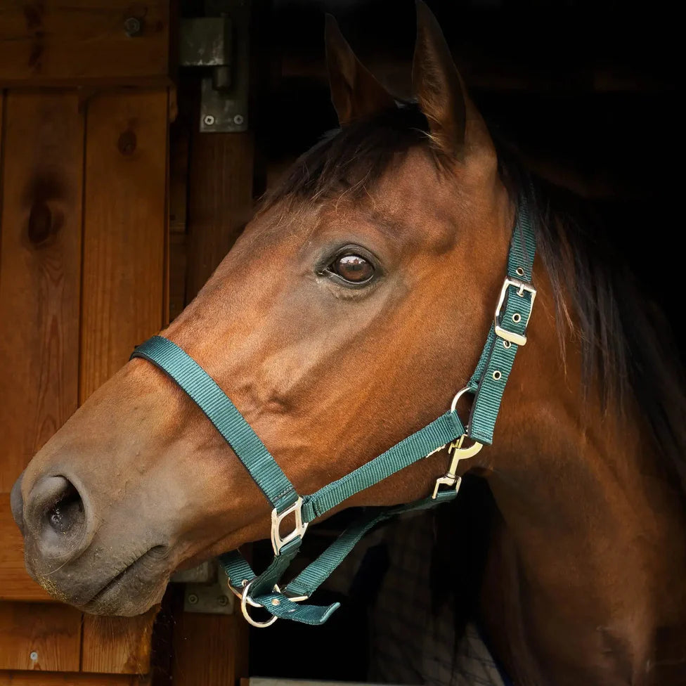 Gallop Padded Premium Headcollar with Leadrope