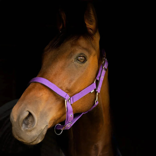 Gallop Padded Premium Headcollar with Leadrope