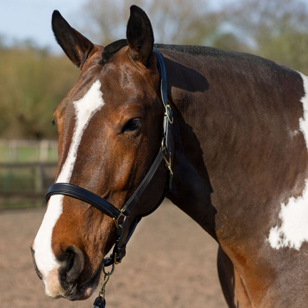 GALLOP Premium Padded Leather Headcollar