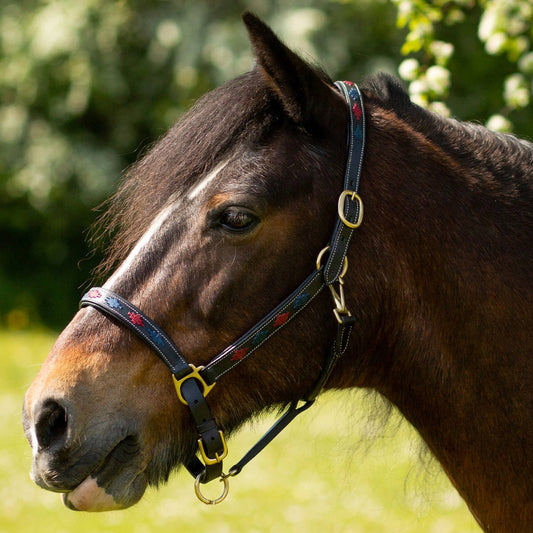 GALLOP Navy/Burgundy Diamond Leather Padded Headcollar