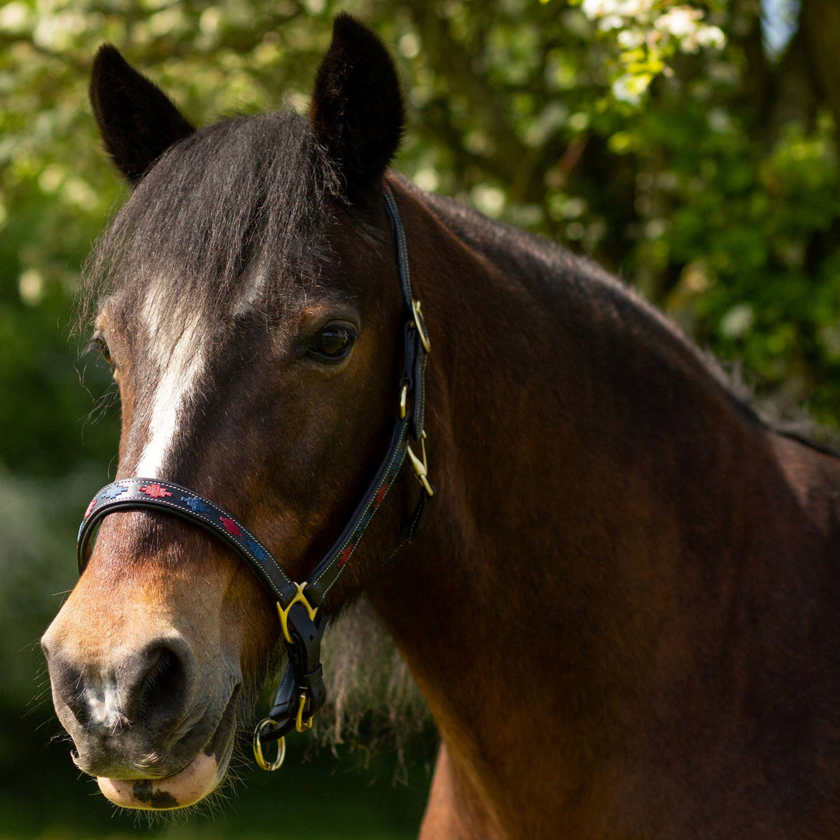 GALLOP Navy/Burgundy Diamond Leather Padded Headcollar