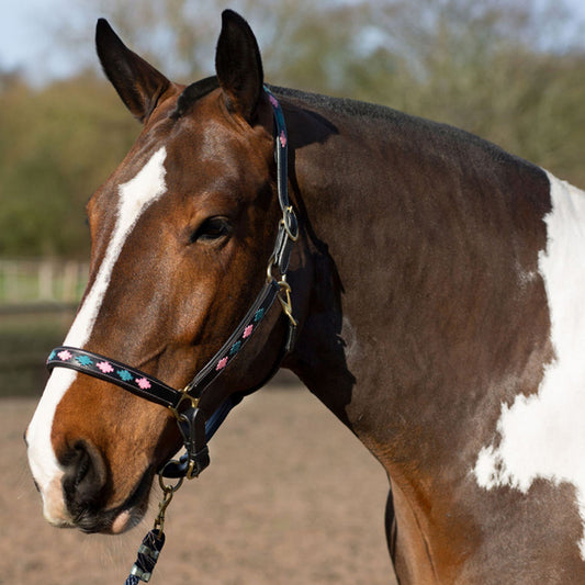 GALLOP Pink/Aqua Diamond Leather Padded Headcollar