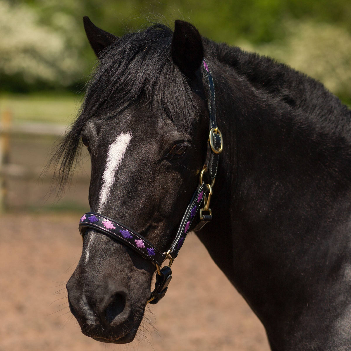 GALLOP Purple/Lilac Diamond Leather Padded Headcollar