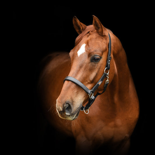 Equilibrium Stellar Safety Headcollar Black