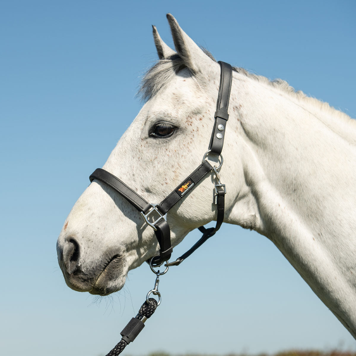 Equilibrium Stellar Safety Headcollar Black