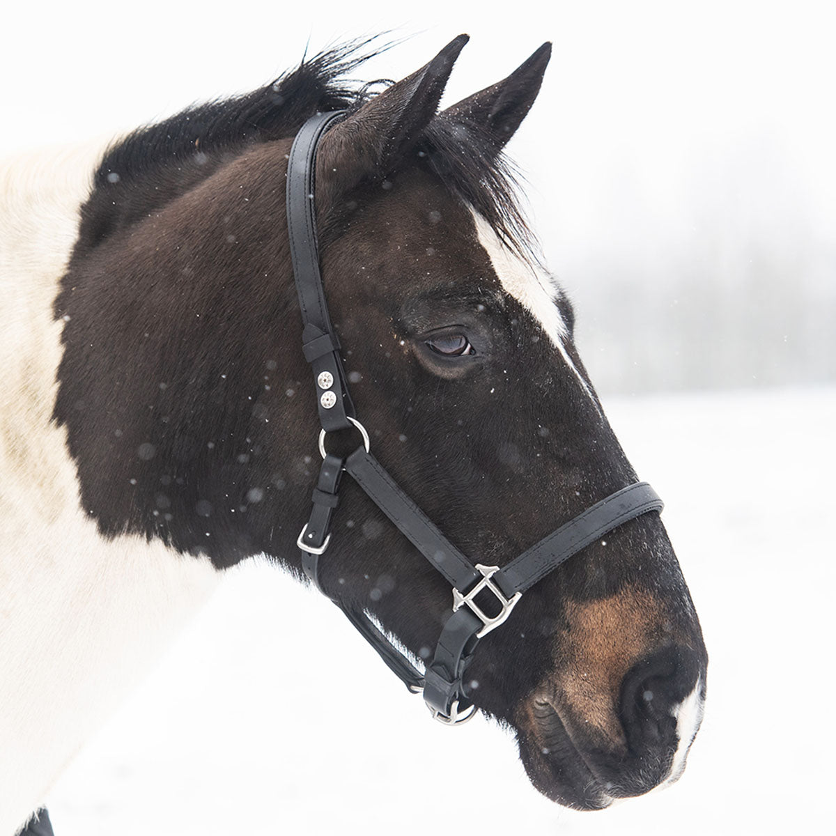 Equilibrium Stellar Safety Headcollar Black