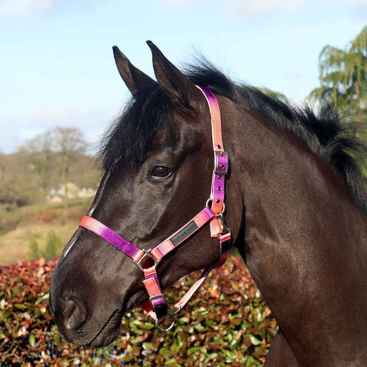 Cottage Craft Ombre Headcollar Purple